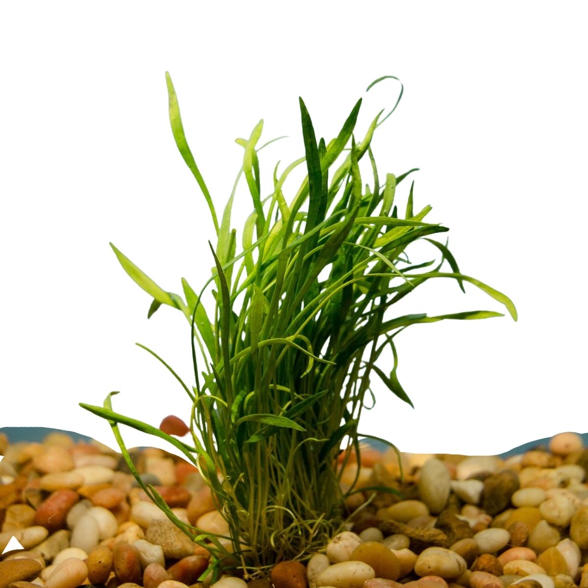 Aquarium Plants That Clean The Water of Your Fish Tank – Micro Aquatic Shop