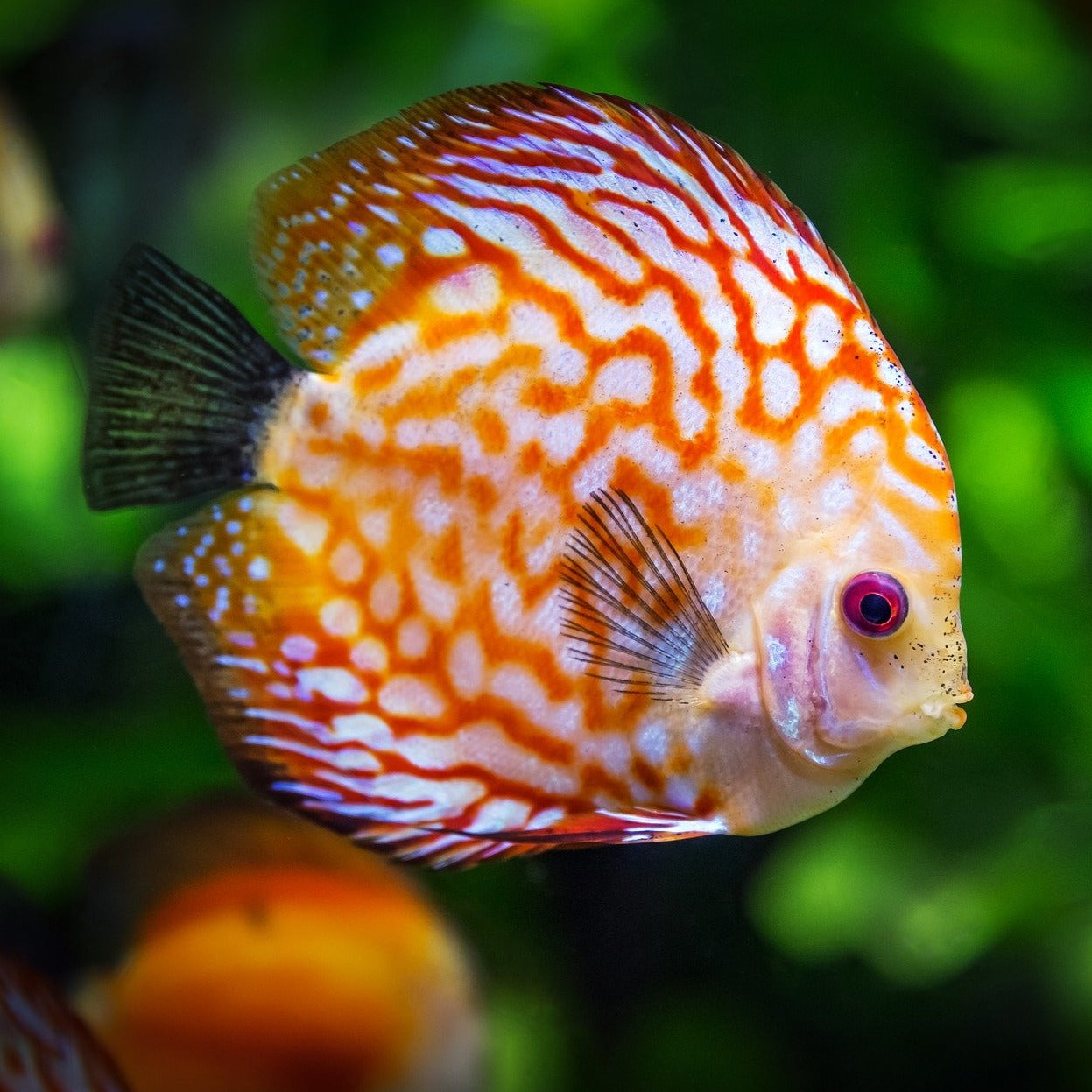 Live Aquarium Plant Bundle | Live Discus Fish Plants | DiscusGuy