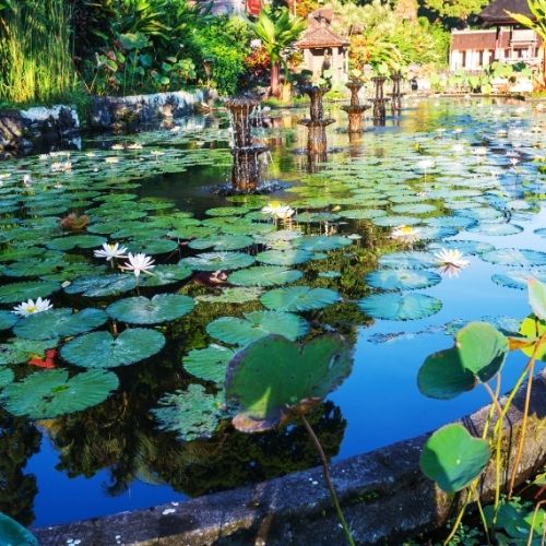 pond plants: lilies and frogbit