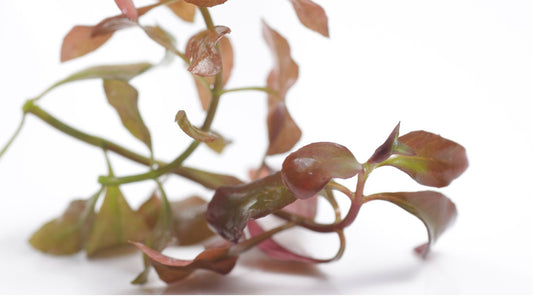 Ludwigia Aquatic Plant from WetPlants Care and Maintenance blog post header image