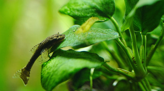 Anubias: November Plant of the Month