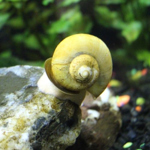 The Aquarist’s Guide to Removing Snails from Aquatic Plants – Wetplants