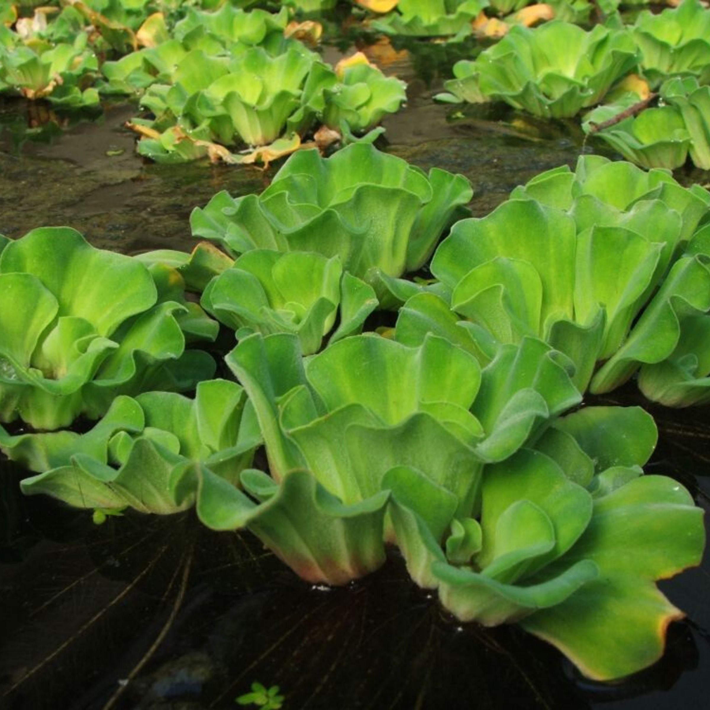 Floating Pond Plants – Wetplants