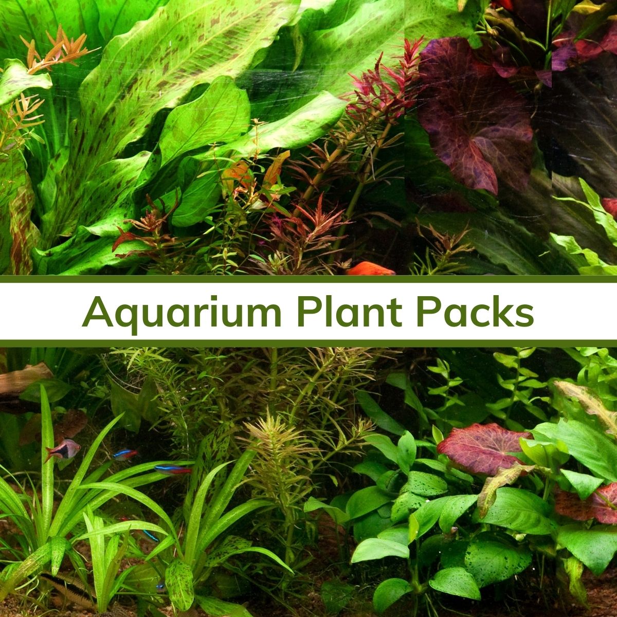 Aquarium Package Deals – Page 2 – Wetplants