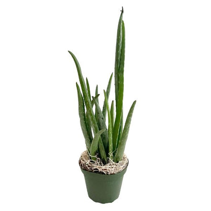 Aloe Vera Tropical House Plants WetPlants 1