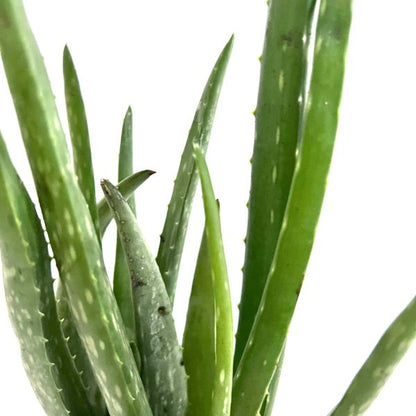 Aloe Vera Tropical House Plants WetPlants 2