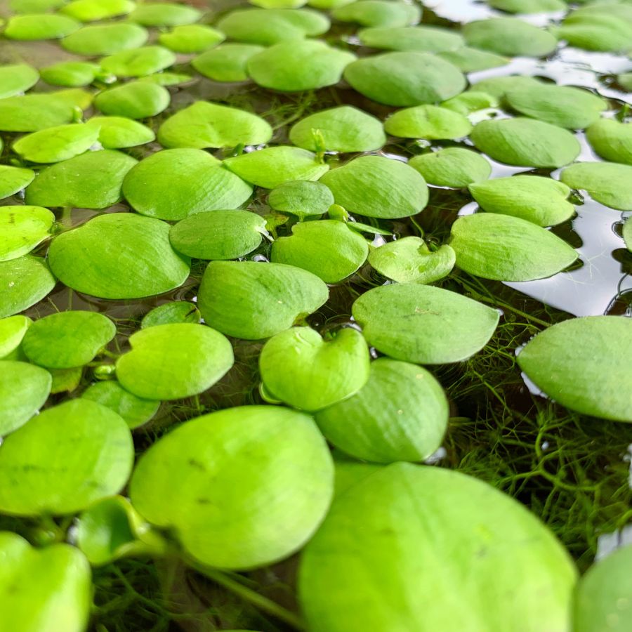 Amazon Frogbit floating pond plant wetplants