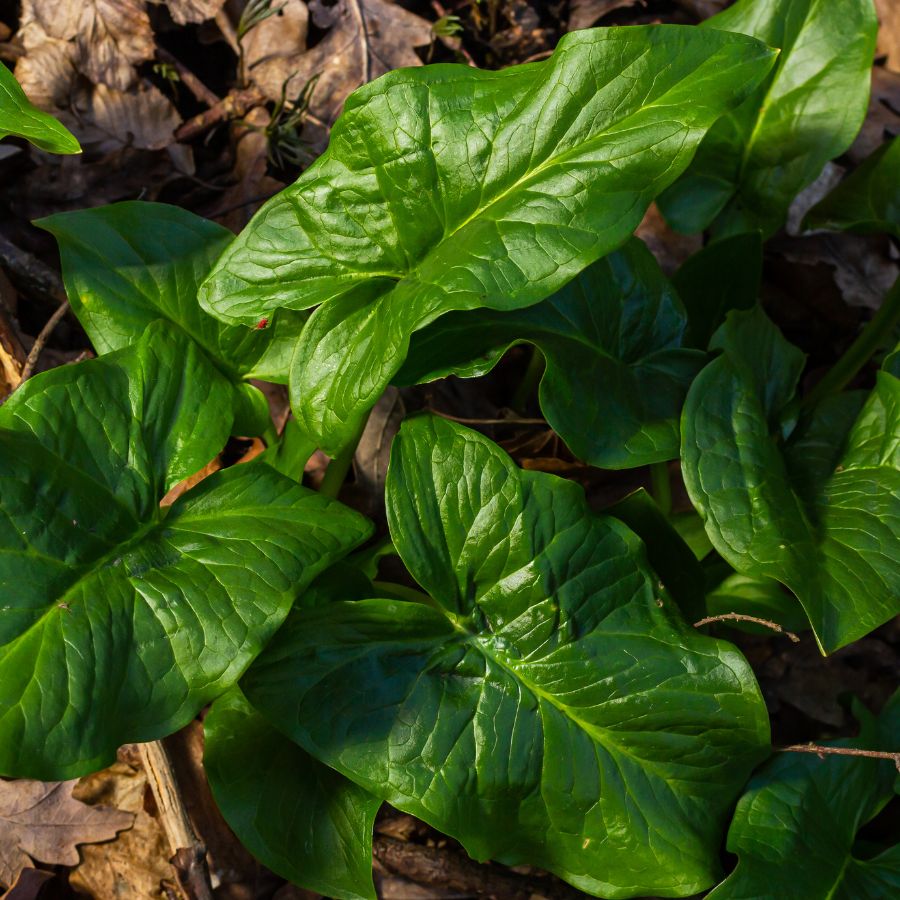 Arrow Arum Pond Marginal plant WetPlants