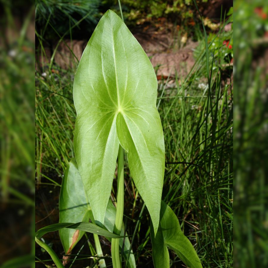 Arrowhead (Sagittaria latifolia) 2