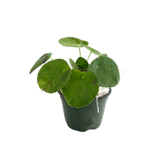 Chinese Money Plant 'Pilea Peperomioides' Potted Indoor Plant Tropical House Plants WetPlants