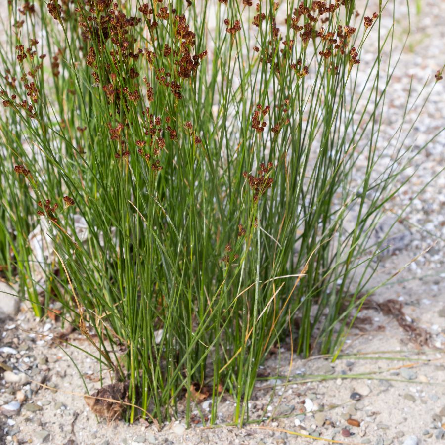 Common Rush (Juncus effusus) 2