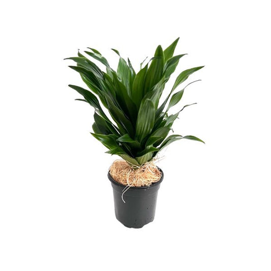 Dracaena 'Janet Craig' Potted Indoor Plant WetPlants