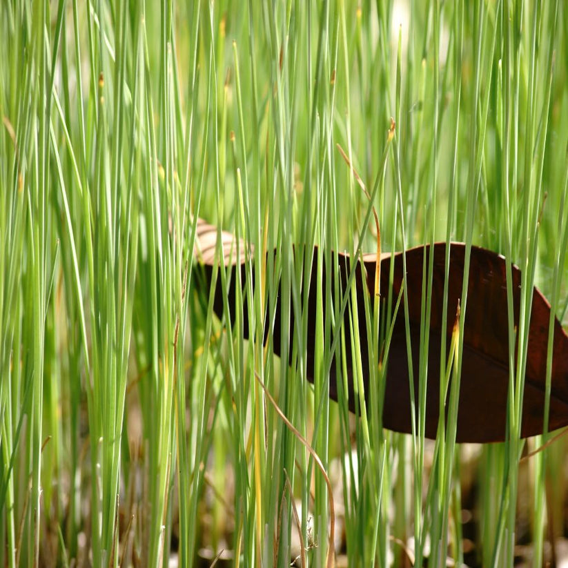 Dwarf Cattail (Typha minima) 2