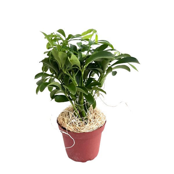 Dwarf Umbrella Tree 'Schflerra Arboricola' Tropical House Plants WetPlants 1