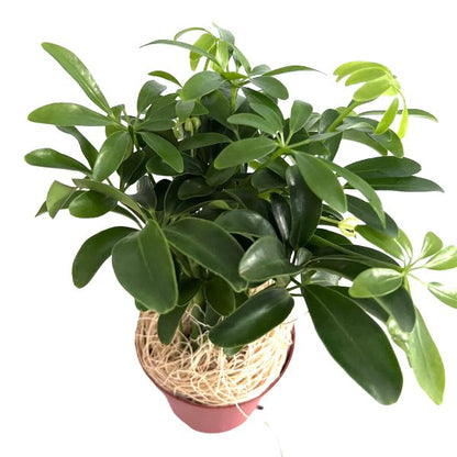 Dwarf Umbrella Tree 'Schflerra Arboricola' Tropical House Plants WetPlants 2