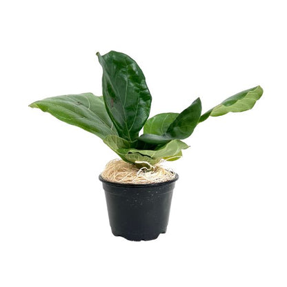 Ficus Lyrata 'Fiddle Leaf Fig WetPlants Potted Houseplant 1