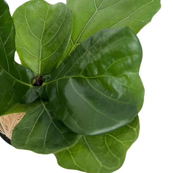 Ficus Lyrata 'Fiddle Leaf Fig WetPlants Potted Houseplant 2