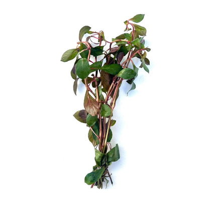 Ludwigia dark red bunch stem aquatic plant wetplants