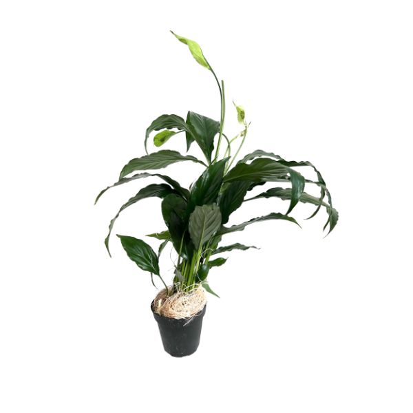 Peace Lily 'Spathiphyllum' Tropical House Plants WetPlants