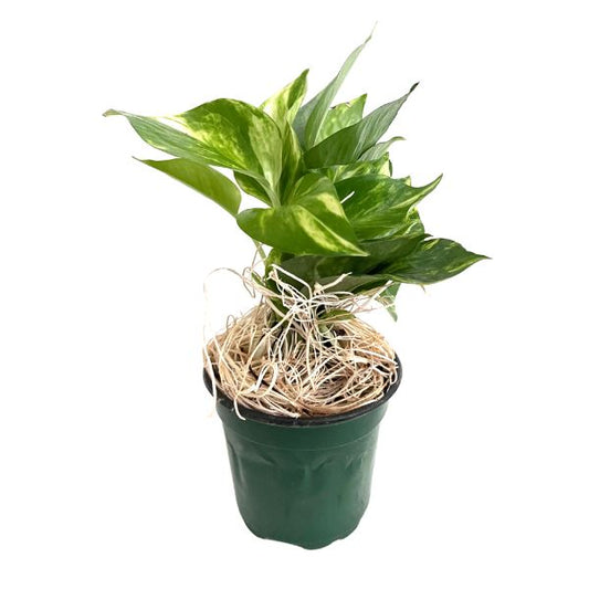 Pothos Golden Tropical House Plants WetPlants  1