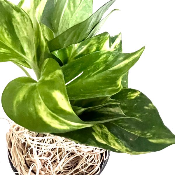 Pothos Golden Tropical House Plants WetPlants  2