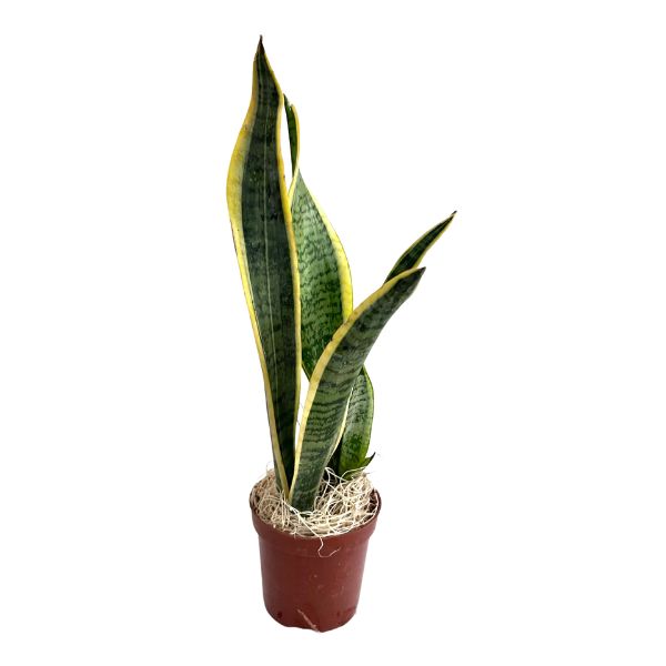 Snake Plant 'Laurentii' Tropical House Plants WetPlants 