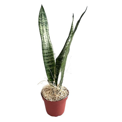 Snake Plant 'Zeylanica' Tropical House Plants WetPlants 1