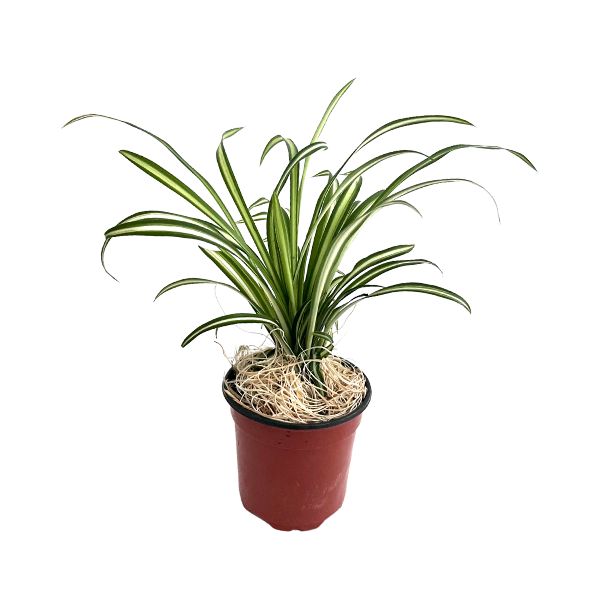 Spider Plant Reverse 'Chlorophytum comosum' Tropical House Plants WetPlants 