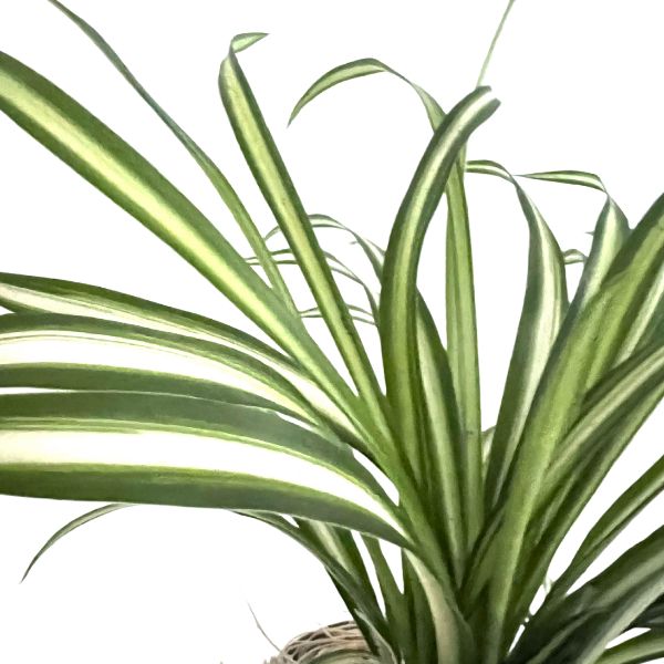 Spider Plant Reverse 'Chlorophytum comosum' Tropical House Plants WetPlants 