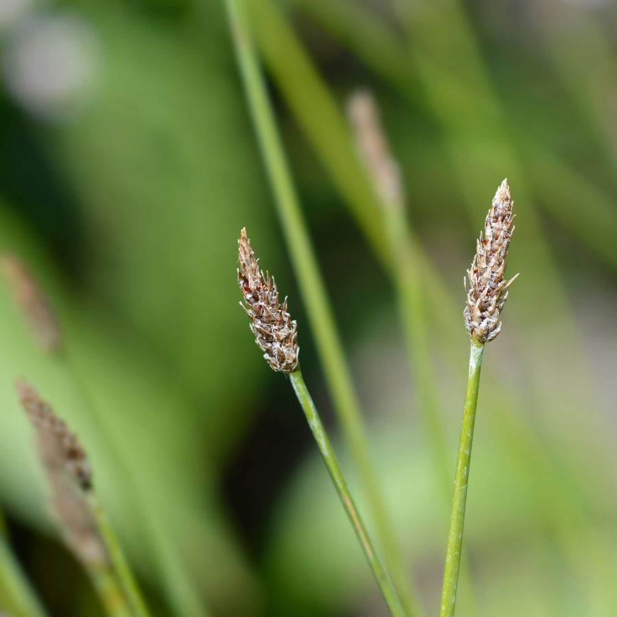 Spike Rush (Eleocharis montevidensis) Pond Marginal plant WetPlants