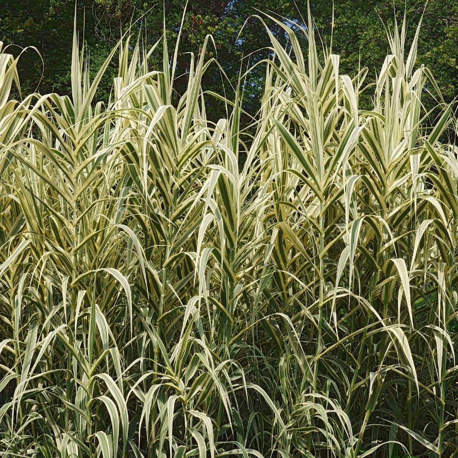 Variegated Giant Reed (Arundo donax) 2