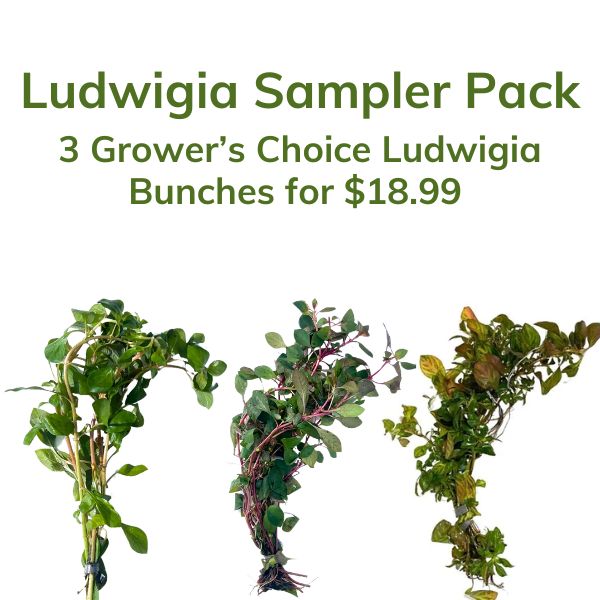 Ludwigia Bunch Aquatic Plant Sampler Pack