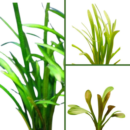 Wetplants Sagittaria Sampler Pack