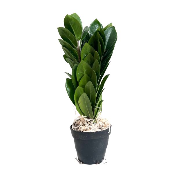 Zamioculcas Zamiifolia Tropical House Plants WetPlants 1