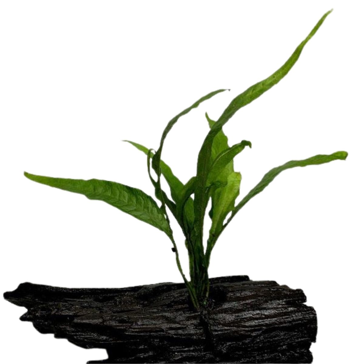 Java Moss – Wetplants