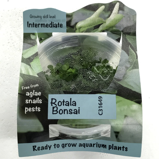 Rotala "Bonsai" Tissue Culture