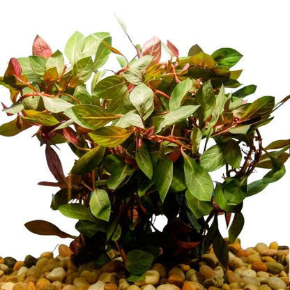 Ludwigia Dark Red