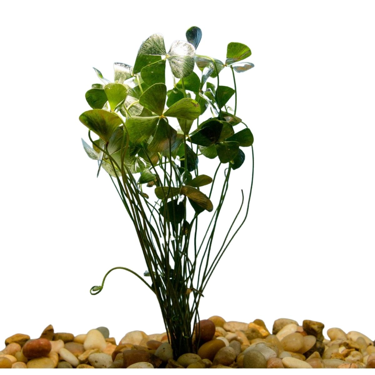 Four Leaf Clover Potted