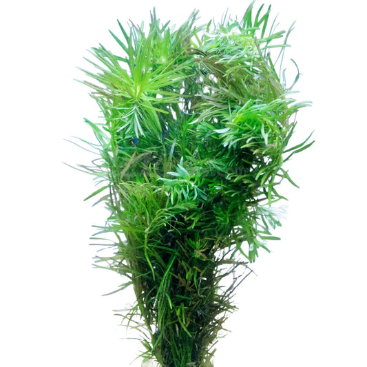 Rotala Nanjenshan Bunch Plant - 3 Pack