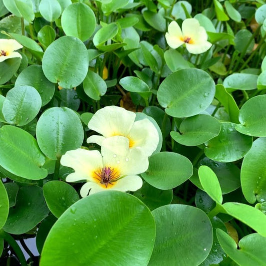 Water Poppy Pond Plant