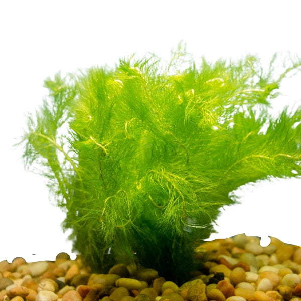 Foxtail aquarium 2024 plant care